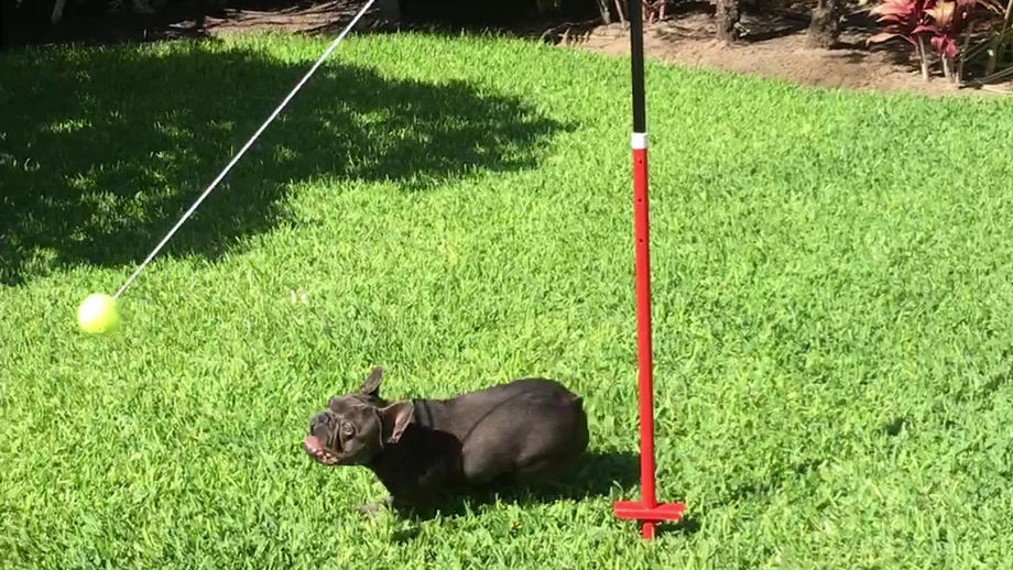 Betty loves a ball
